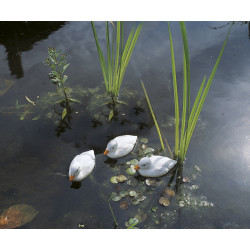 Caneton flottant blanc