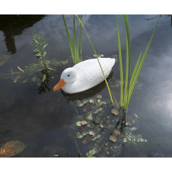 Canard flottant blanc