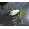 Canard flottant blanc