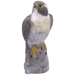 Faucon posé sur un rocher