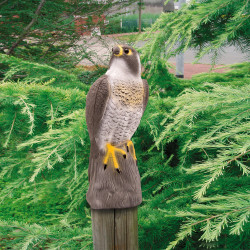 Faucon posé sur un rocher