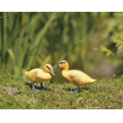 Oisons ou Poussin d'oie debout