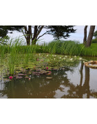 Plantes de bassin de jardin | A Flore d Eau