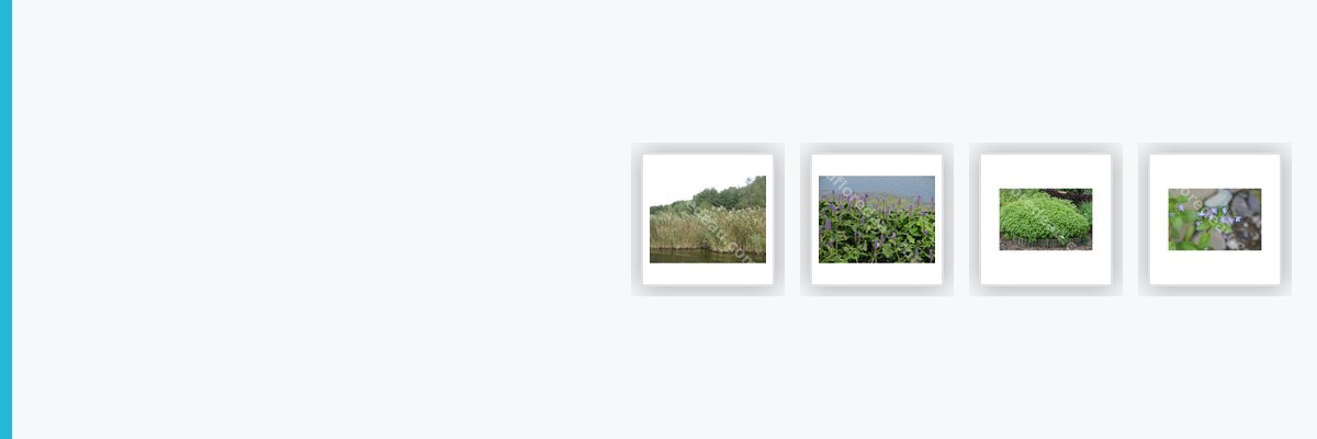 Toutes les plantes