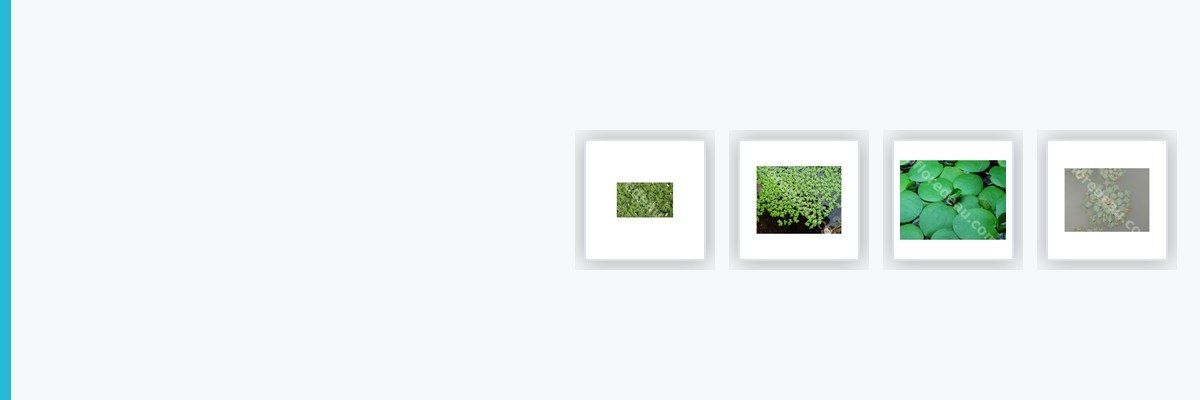 Plantes flottantes pour bassins de jardins