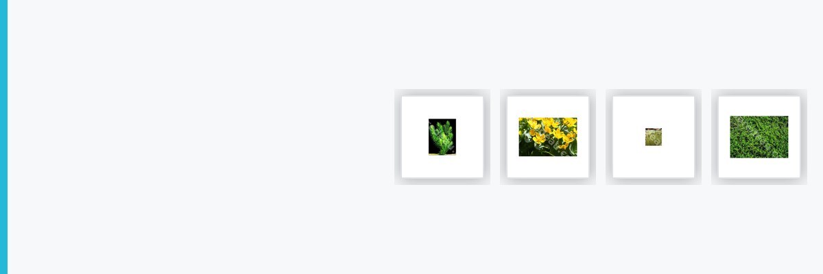 Plantes oxygénantes pour bassins de jardins