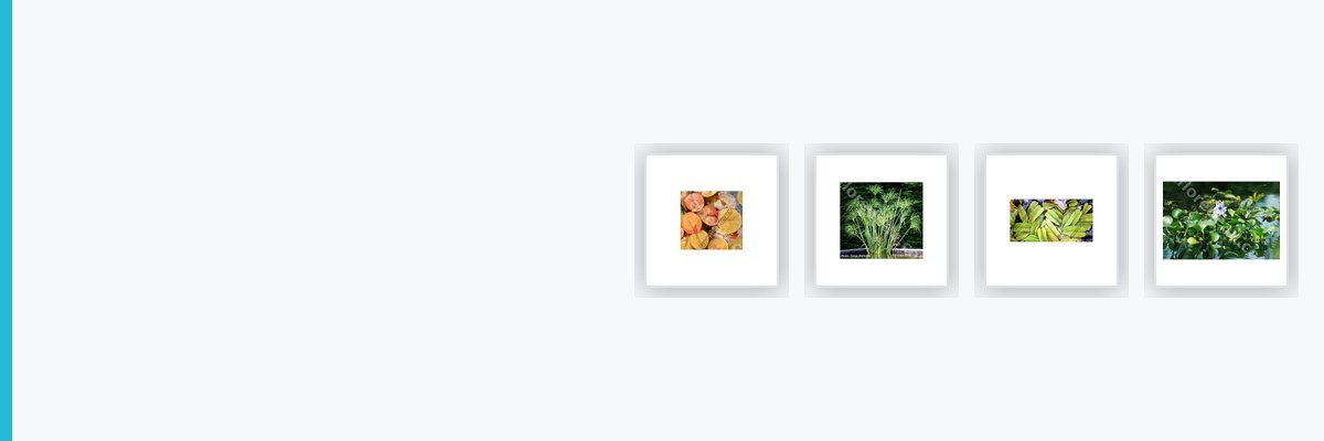 Plantes tropicales