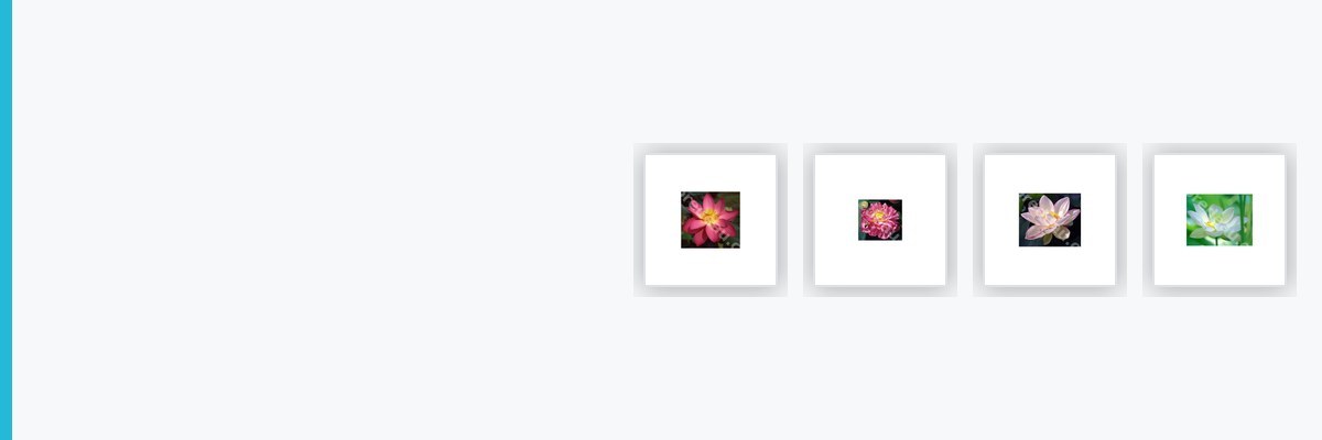 Lotus pour bassin | A Flore d Eau