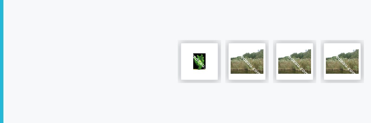 Plantes de bassin