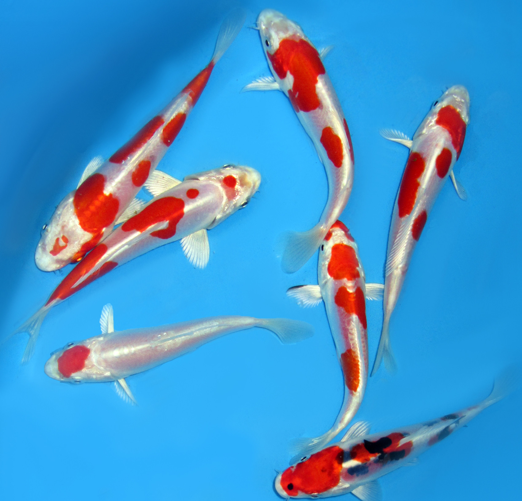 Carpes Koi