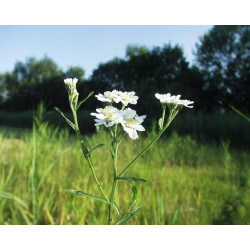 Achillea ptarmica