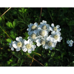 Achillea ptarmica