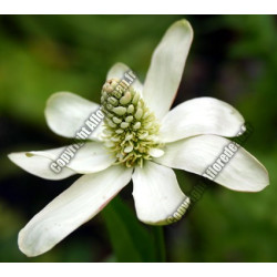 Amenopsis californicum