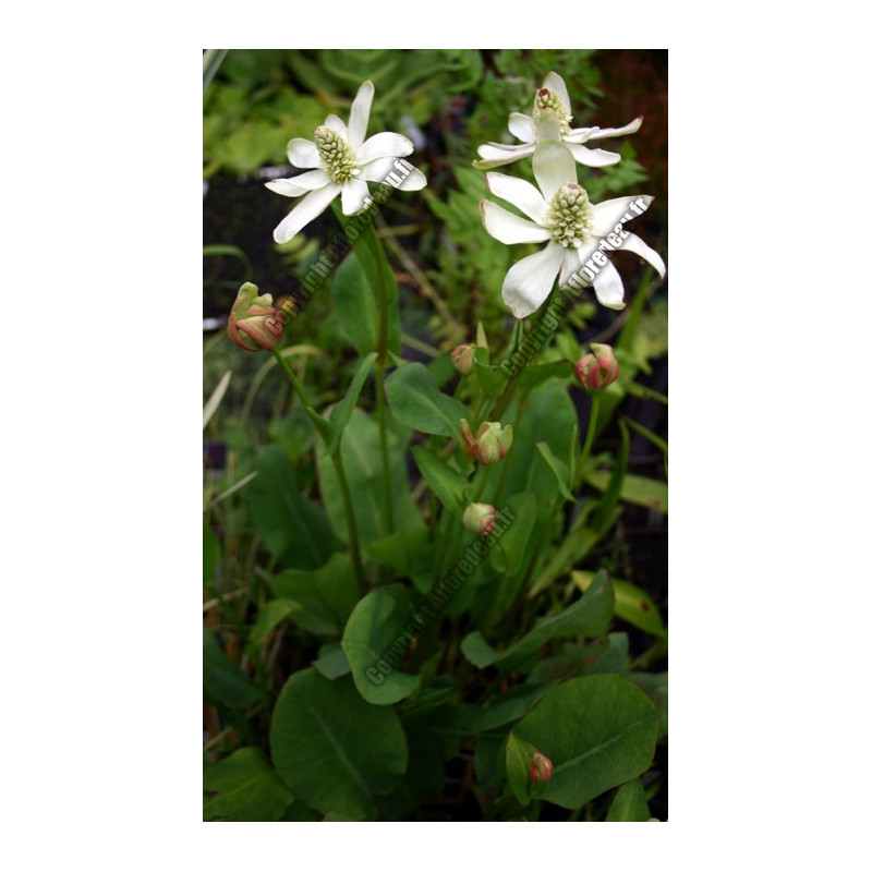 Amenopsis californicum