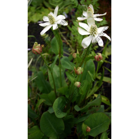 Amenopsis californicum