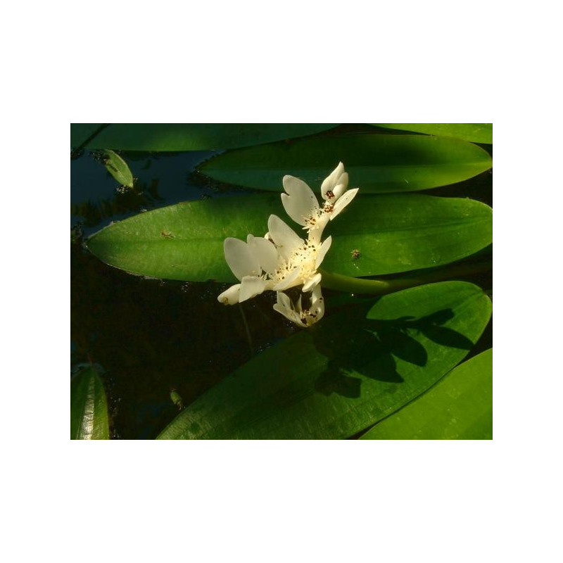 Aponogeton distachyos