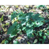 Arum italicum