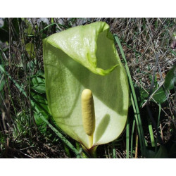 Arum italicum