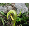 Arum italicum