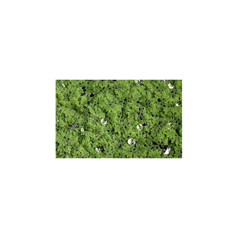 Azolla caroliniana