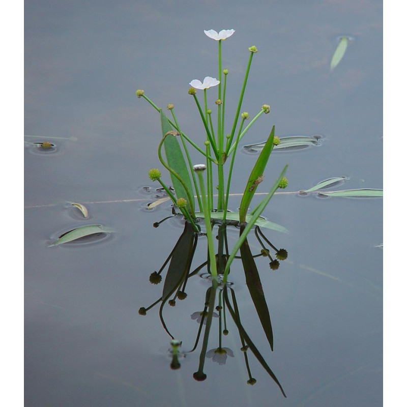 Baldellia ranunculoides