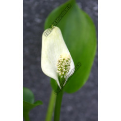 Calla palustris