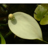 Calla palustris