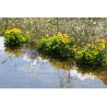 Caltha palustris