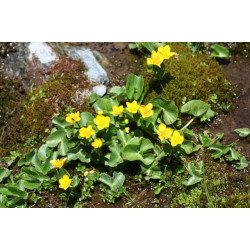Caltha palustris