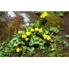Caltha palustris