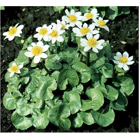 Caltha palustris alba