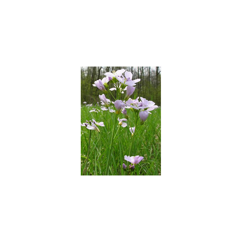 Cardamine pratensis