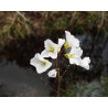 Cardamine pratensis