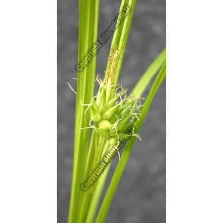 Carex grayii