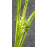 Carex grayii