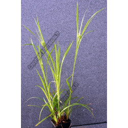 Carex grayii