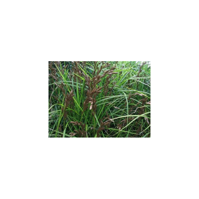 Carex muskingumensis