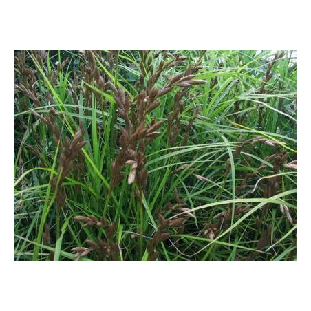 Carex muskingumensis