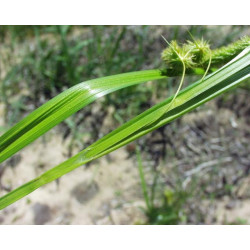 Carex pseudocyperus