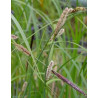 Carex riparia