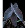 Colocasia "Black Magic"