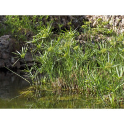 Cyperus (Papyrus) alternifolius