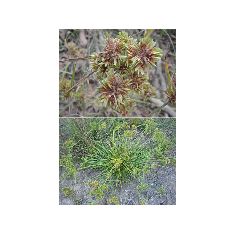 Cyperus eragrostis