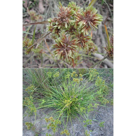 Cyperus eragrostis