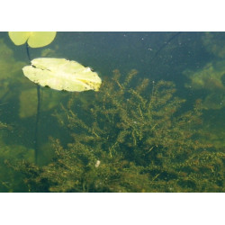 Egeria (Elodea) densa