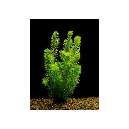 Egeria (Elodea) densa