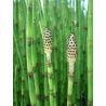 Equisetum fluviatilis