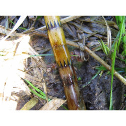 Equisetum fluviatilis