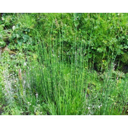 Equisetum hyemale