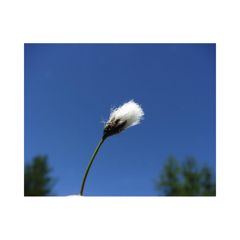 Eriophorum angustifolium